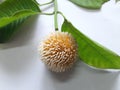 Neolamarckia cadamba with leaves in white background.